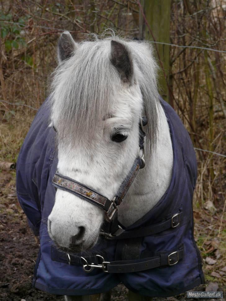 Anden særlig race : • Felix • - Et billed som en der rider ude på Lyng har taget <3 Det ligner ham bare SLET ikke , men han har det S U P E R  godt <3  Foto = Mille (Felix er nu solgt)  Fordi du er det smukkeste væsen der findes <3 billede 1