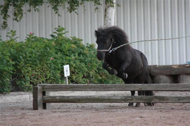 Shetlænder : • Stjernens Tilde • billede 1