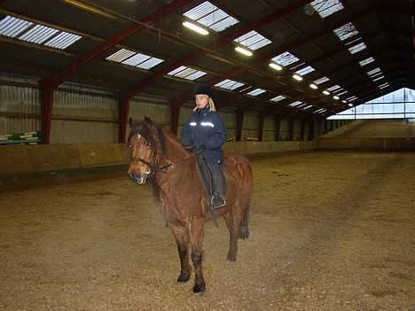 New Forest ¤ Esther ¤  - Efter en hård ridetime. billede 2