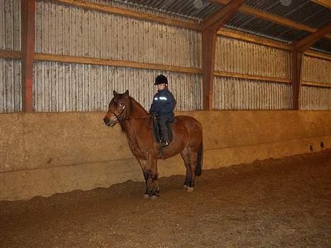 New Forest ¤ Esther ¤  - Er ved at skridte varm. billede 10