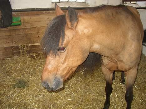 New Forest ¤ Esther ¤  - hendes sidste dag............suk,suk billede 11