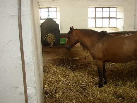 New Forest ¤ Esther ¤  - Slapper lige lidt af. Dejligt. billede 14