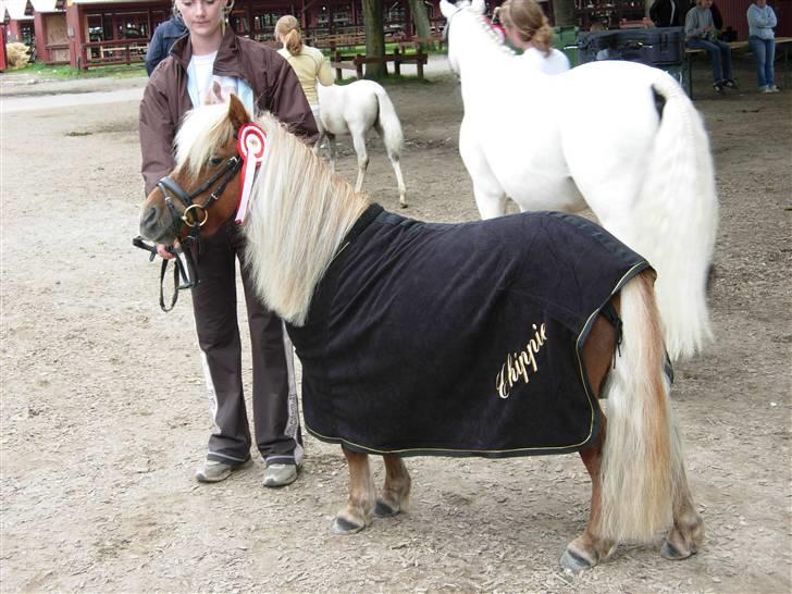 Shetlænder Chippie   - store heste dag 2007 billede 18