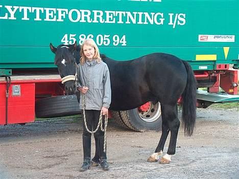 New Forest Olympic Concorde - her er vi så <33333 billede 12