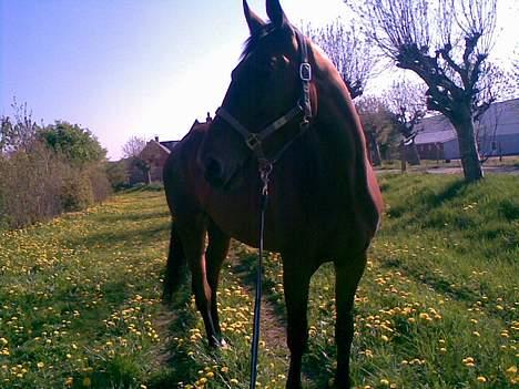 Trakehner Cyfra SOLGT billede 12