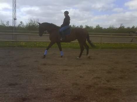 Trakehner Cyfra SOLGT billede 13