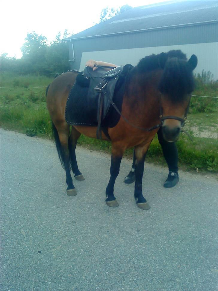 Anden særlig race jolly *så savnet* - sommer 09 billede 5