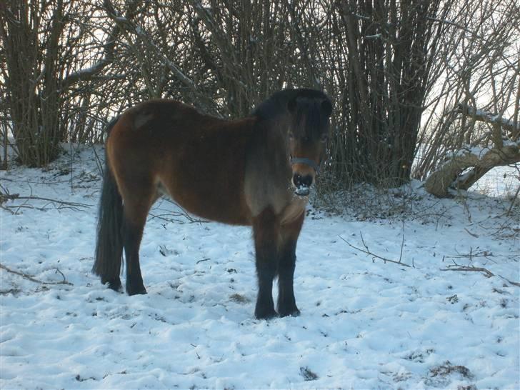 Anden særlig race jolly *så savnet* - nyt billed feb.09 dejlig bamse billede 8