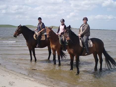 Dansk Varmblod Enggaards Liro (SOLGT) <3 - fra venstre: Jenni, Mig og Stine. første gang mig og Liro er på tur :) Vandet var meget farligt indtil han kom ud i det! billede 16