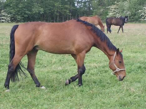 Dansk Varmblod Enggaards Liro (SOLGT) <3 - Sommergræs :) Mums billede 17