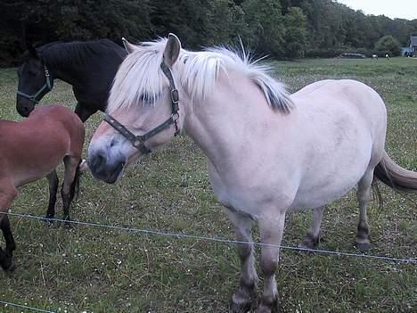 Fjordhest Mulle <3 *solgt* :'( billede 3
