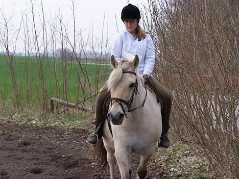 Fjordhest Mulle <3 *solgt* :'( billede 7