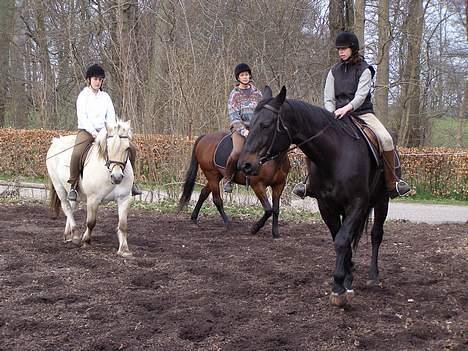 Fjordhest Mulle <3 *solgt* :'( billede 9