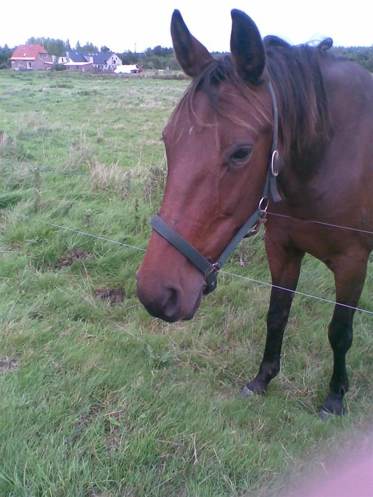 Traver Mille<3 solgt - 1. da jeg var henne og se til mille <3 billede 1