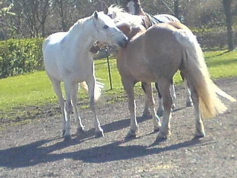 Haflinger Victor/Wildberg - Victor og Lover står og nusser ude på folden <3 billede 10