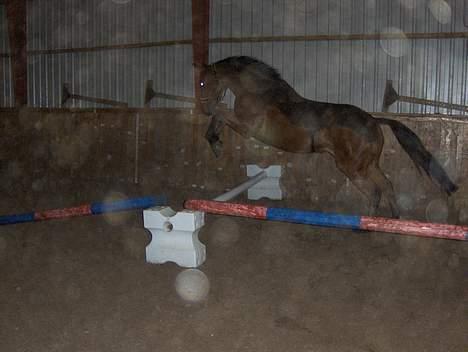 Fuldblod (XX) Amiga billede 12