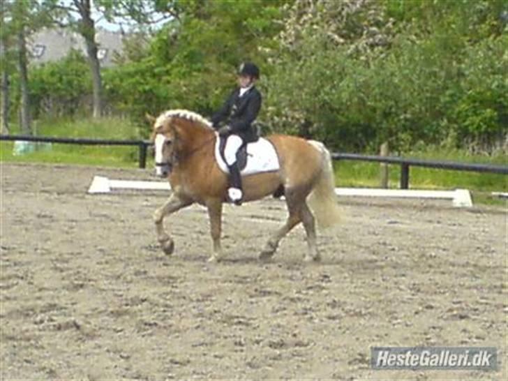 Haflinger Victor/Wildberg - victor til military stævne  på søborggaard ..... billede 11