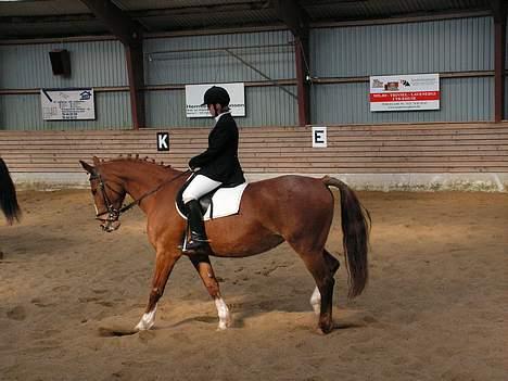 Anden særlig race  R.I.P. Flicka - Flicka og mig til stævne sidste år (klubstævne 2006 ) LC3 billede 9