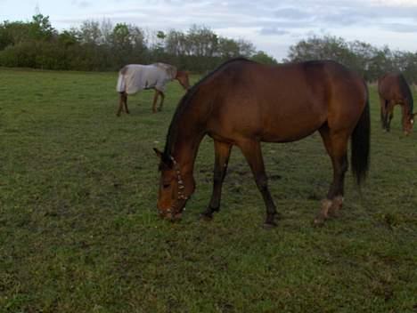 Traver Mille<3 solgt - Mille, <3 memme i bagrúnden med sommer dækken og playboy  (: billede 3