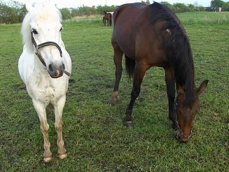 Traver Mille<3 solgt - Mille og fons d: <3 billede 4