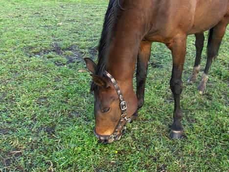 Traver Mille<3 solgt - Mm græs<3 billede 5