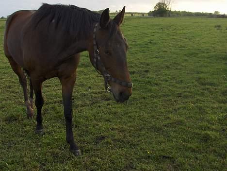 Traver Mille<3 solgt - Moar har du mad?:D<3 billede 6