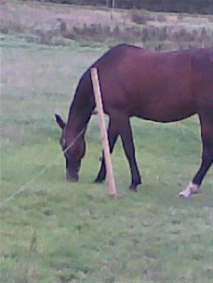 Traver Mille<3 solgt - igen da jeg var henne og se til hende <3 billede 7