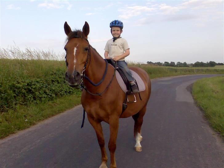 Welsh Partbred (Sec F) Siem´s Patricia - min lillebror på 5 ude at ride, de er så søde sammen... :) billede 4