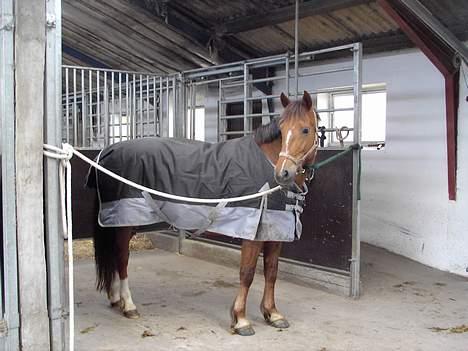 Welsh Partbred (Sec F) Siem´s Patricia billede 5