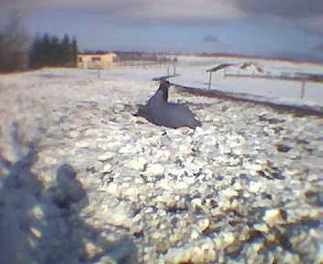 New Forest ¤ Esther ¤  - Skal lige rulle sig lidt. billede 16