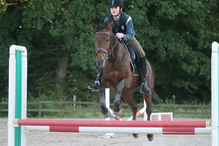 Westfaler Reality - SPRIIIIng min pony !! Taget af SS-foto (c) billede 18