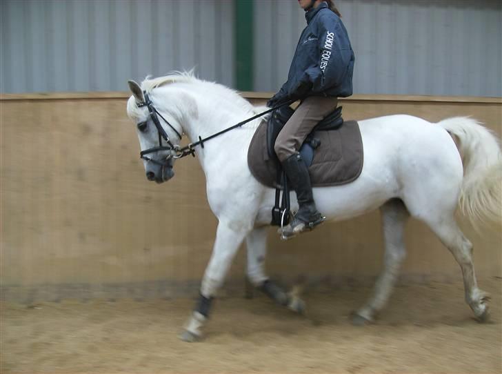 Anden særlig race Snowy *død* 17/11-2009 - Dressur pony :D billede 15