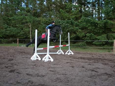 Anden særlig race Miklagaards Black Beauty billede 2
