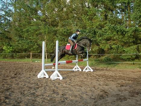 Anden særlig race Miklagaards Black Beauty billede 3