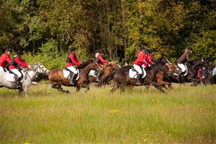 Anden særlig race Misty <3 - Opløb til jagten 09. Jeg ligger forrest, men blev nr. 4 over målstregen.  billede 10