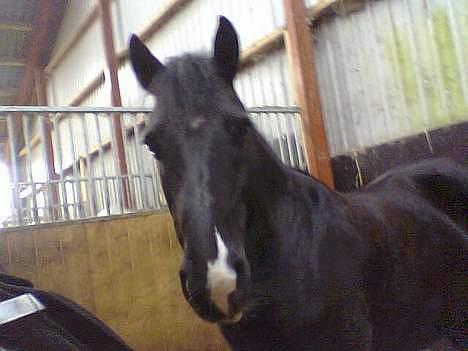 Anden særlig race Misty <3 - Misty i hendes boks. billede 14