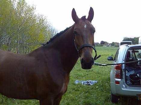 Oldenborg Jeppe af Østerholm (SOLGT - Bolderslev stævne d. 17. maj 2007. - Jeppe <3 billede 10