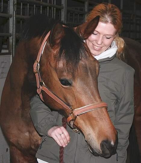 Trakehner Kastanje billede 3