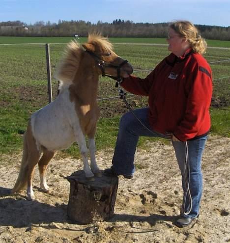 Anden særlig race Kastaniens O'Malley - Maj 2007, O´Mally har lært at træde op på en skammel, han kan også danse rundt om den. billede 5