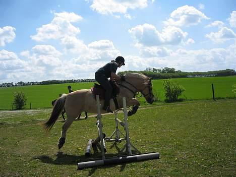 Fjordhest Santa <3 R.I.P  - spring træning den 20/5-07 hun kan stadig hun elsker at springe.. :P billede 5