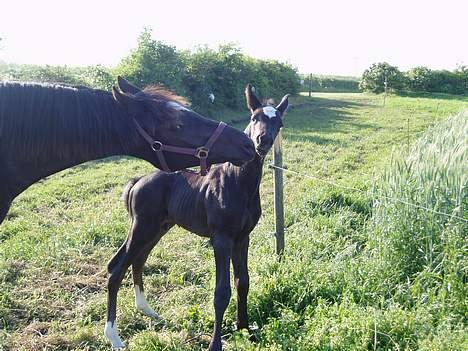 Dansk Varmblod Albert SOLGT - Albert og storsøster Calida, sommer 2006 billede 4