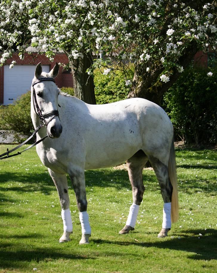 Sportsaraber (A) Mon Cherie <3 <3 SOLGT <3 <3 - Det hvide lyn _/-``  billede 20