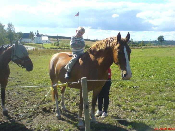Frederiksborg Scharlif Brødholt - min stjerne! <3 - lillebror på scharif - scharlif var sommertyk! (: billede 15