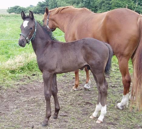 Dansk Varmblod Albert SOLGT - Efterår 2006 billede 5