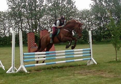 Dansk Varmblod Chassé Zai † billede 19