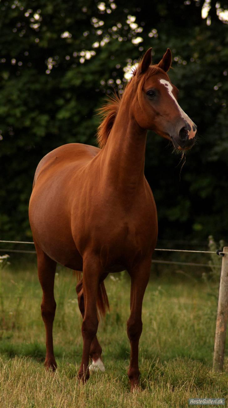 Anden særlig race Aarupgårdes Modena... - foto: Meldgaard billede 12