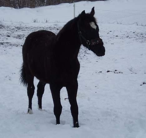 Dansk Varmblod Albert SOLGT - Febuar 2007 billede 7