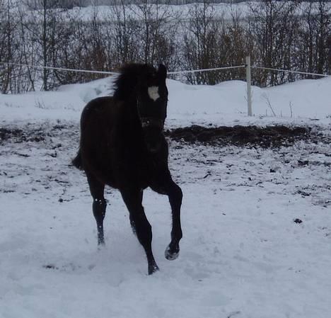 Dansk Varmblod Albert SOLGT - Febuar 2007 billede 8