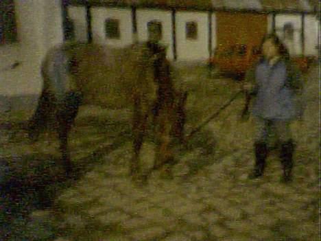 Hollandsk Sportspony Winnie solgt:(  billede 4