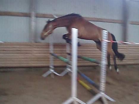 Dansk Varmblod Enggaards Liro (SOLGT) <3 - løsspringning <3  billede 18